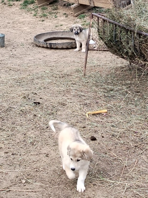 De vânzare cățeluși de Ciobanesc caucazian preț 100  buc  fac și schimb cu o mi-a sau o iada țap 