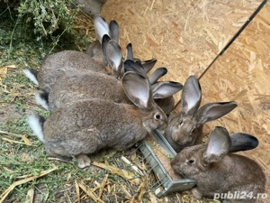 vând  iepuri pentru consum 80 lei kg 