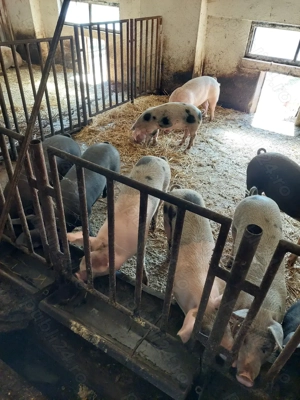 Vând porci crescuți natural - imagine 3