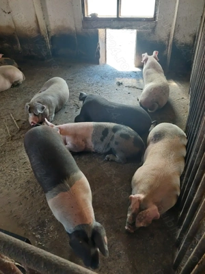 Vând porci crescuți natural - imagine 4