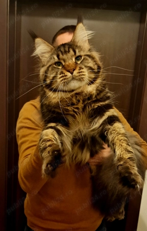 Fetițe Maine Coon cu Pedigree - imagine 2