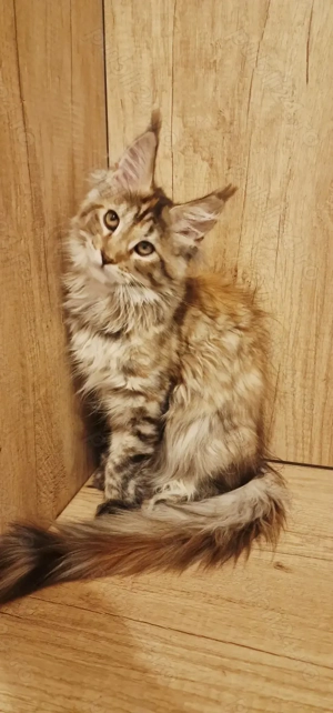 Fetițe Maine Coon cu Pedigree - imagine 4