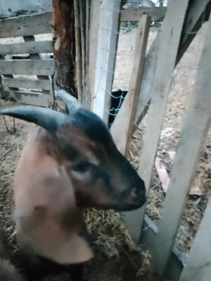 3 iezi cucuieti (anglonubieni) - imagine 3