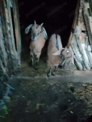 3 iezi cucuieti (anglonubieni) - imagine 2