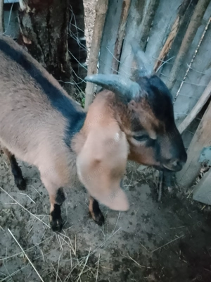 3 iezi cucuieti (anglonubieni) - imagine 4