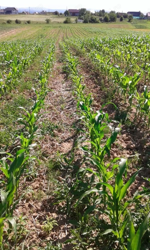 Vand teren la intrare in localitatea Lamaseni