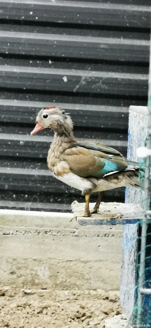 Vând rate mandarine doar masculi 