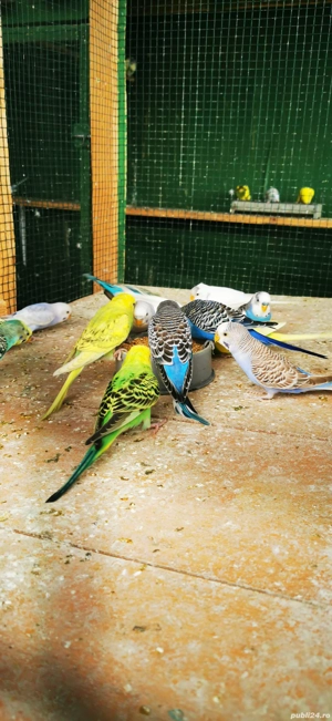 Vând perusi papagali  - imagine 5