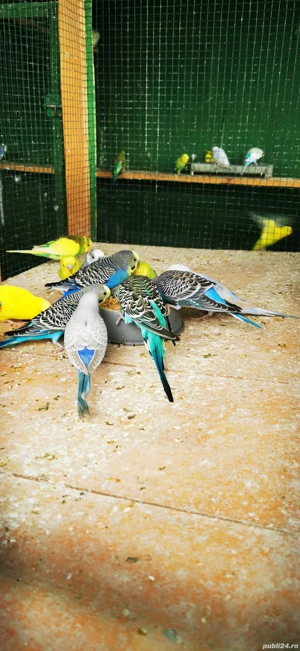 Vând perusi papagali  - imagine 3