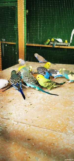 Vând perusi papagali  - imagine 2