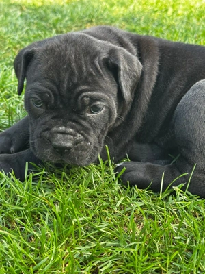 Cane corso - imagine 5