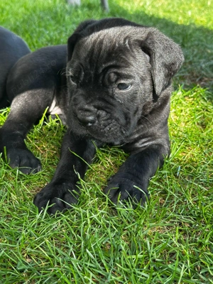 Cane corso