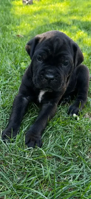 Cane corso - imagine 2