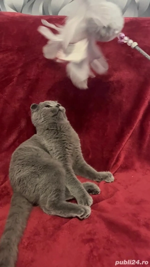 Scottish fold blue  - imagine 6