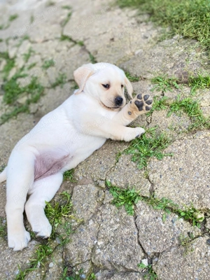 Vând Labrador Retriever !! - imagine 5