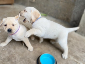 Vând Labrador Retriever !! - imagine 3