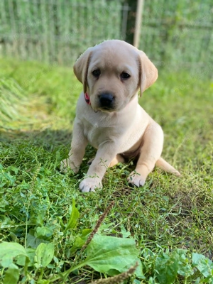 Vând Labrador Retriever !!