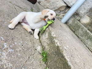 Vând Labrador Retriever !! - imagine 4