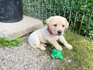 Vând Labrador Retriever !! - imagine 2