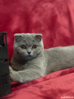 Scottish fold blue  - imagine 6