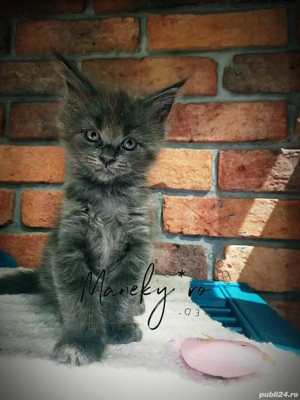 Pui pisica rasa  Maine Coon