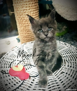 Pisici Maine coon cluj - imagine 3