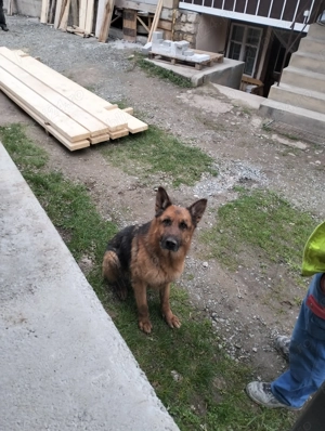 Caini 5 ani  - imagine 2