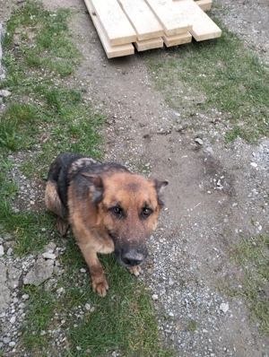 Caini 5 ani  - imagine 4