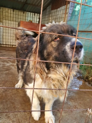 Vând câine caucazian.. - imagine 2 Vând câine caucazian.. - imagine 2