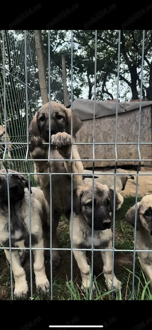 Kangal turcia - imagine 2