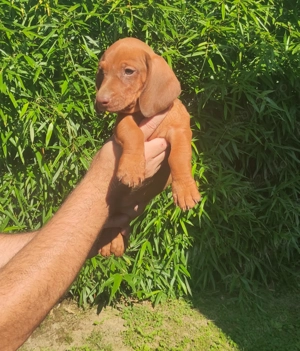 Cateluși teckel talie mică ! - imagine 5