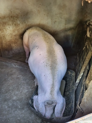 porc pentru craciun - imagine 3