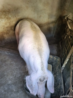 porc pentru craciun - imagine 2