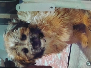 Bishon havanez de vanzare - imagine 2