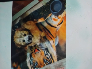 Bishon havanez de vanzare - imagine 3