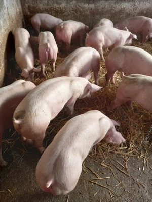 Vand purcei si grasuni  - imagine 2