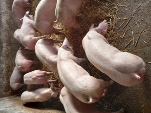 Vand purcei si grasuni  - imagine 2 Vand purcei si grasuni  - imagine 2