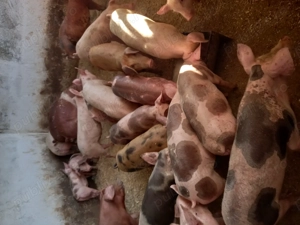 Vand purcei si grasuni 