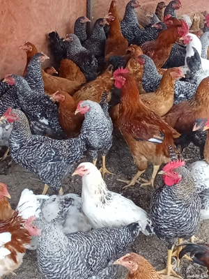 vînd cocoși tineri  - imagine 4