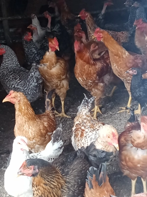 vînd cocoși tineri  - imagine 2