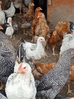 vînd cocoși tineri  - imagine 3