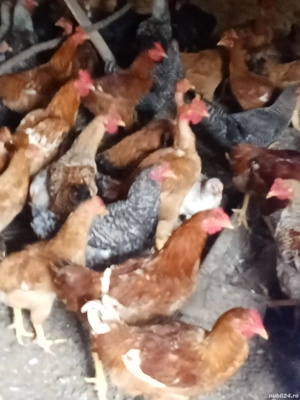 vînd cocoși tineri 