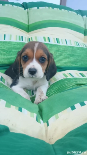 Beagle tricolor  - imagine 2