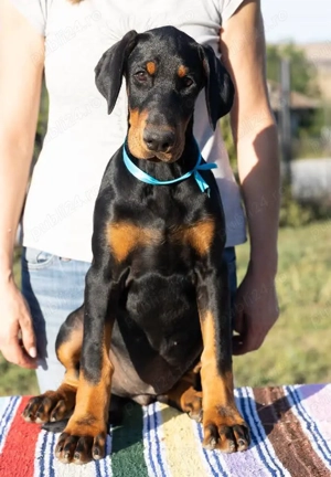 Fetita doberman cu pedigree