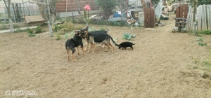 Pui ciobanesc german - imagine 2 Pui ciobanesc german - imagine 2