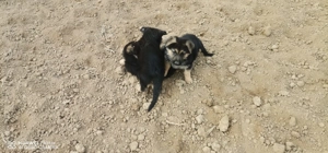 Pui ciobanesc german - imagine 3 Pui ciobanesc german - imagine 3