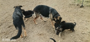 Pui ciobanesc german