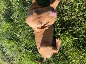 Vizsla maghiară  - imagine 3