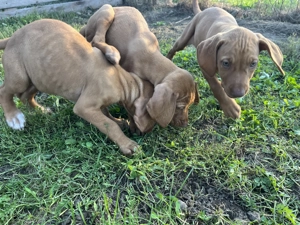 Vizsla maghiară  - imagine 4