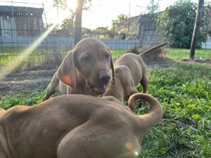 Vizsla maghiară 